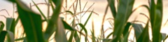 SYMBIOMICS - homepage cards - carbon sequestration SYMBIOMICS - homepage cards - carbon sequestration