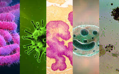 O microbioma é o conjunto de microrganismos, como bactérias, fungos, vírus, protozoários, entre outros, e as atividades que desempenham em um ecossistema ou organismo.